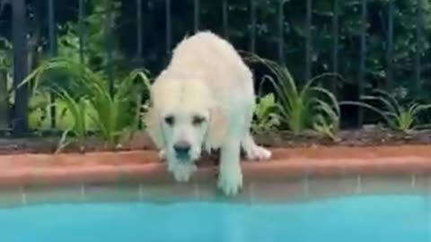 Dog playing with boll in swimming pool.