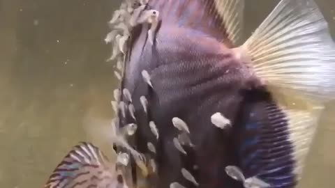 fish funny video