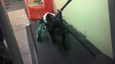 Cachorro con parálisis corre en la cinta