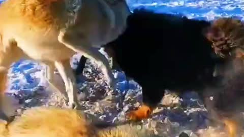 Wolf vs Tibetian dog