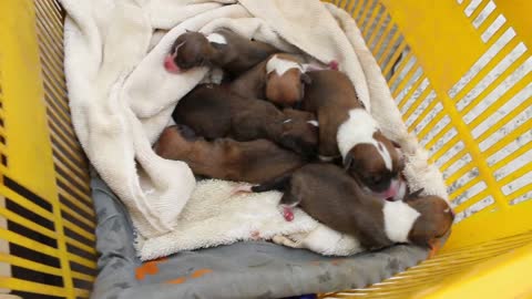 A 2-year-old Corgi had 7 puppies
