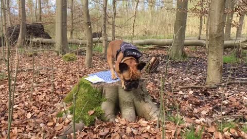 French bulldog going on a picknick