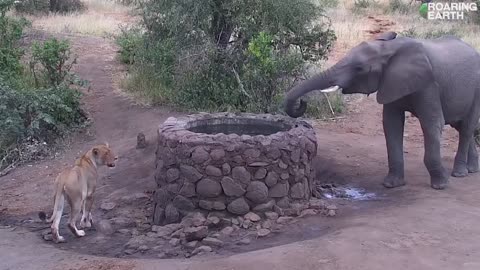 Elephant vs. Lion: Elephant Sprays Lion