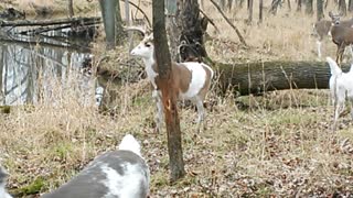 Rare Piebald/Calico Whitetail Deer Herd