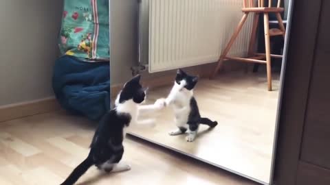 30 Seconds funny video Funny Cat And mirror Video