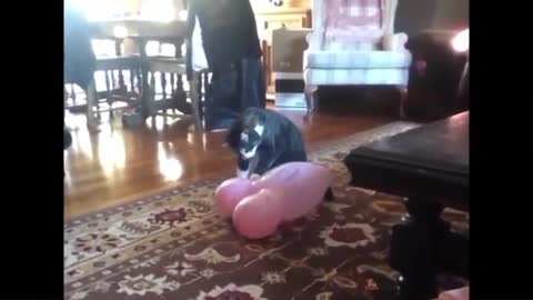Cats React To Balloons