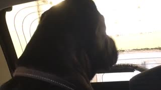 Black dog in car scared of car wash wipers