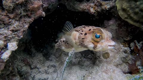 Staredown With Cutty Diodon Fish