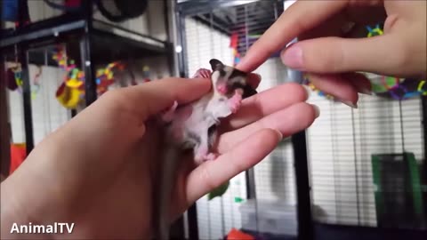 SUGAR GLIDERS Flying - Funny Cute Compilation