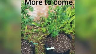 new hemp nursery