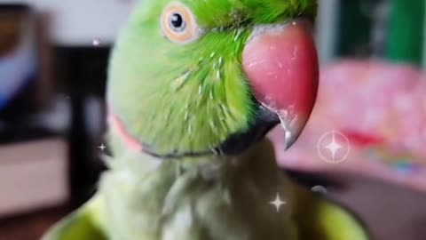 Italian speaking parrot promise to lovely bite you