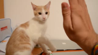 Cat Give His Human Friend High-Fives