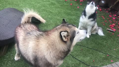 How to Make Your Husky Howl Like Crazy