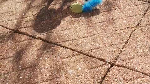 Cute emu chick playing football ⚽