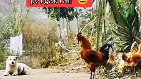 Funny! Chicken Vs Dog