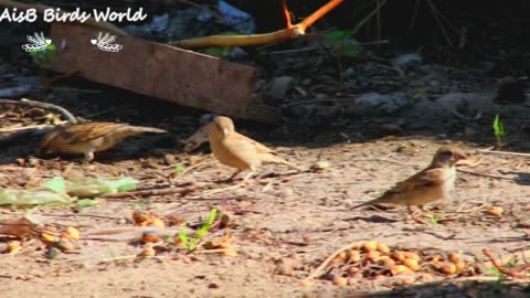 Watch Beautiful life of Sparrows closely with zoom lens (75_300) of Canon D750