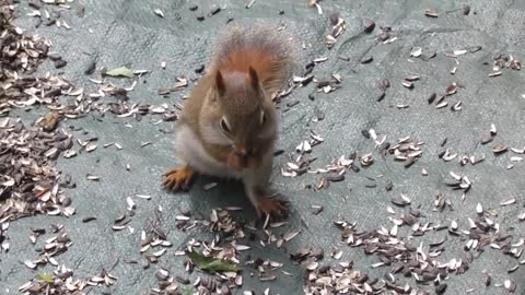 Funny squirrel eating nuts