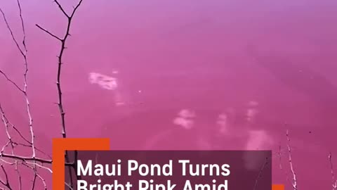 MAUI POND TURNS BRIGHT PINK AMID DROUGHT