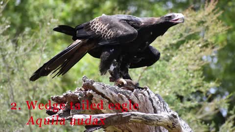 Top 10 Biggest And Largest Eagles Of The World