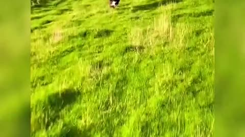Sheepdogs on the run