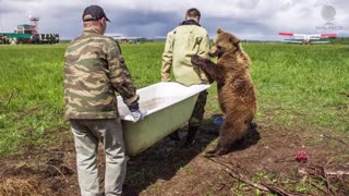 A pilot brought up a bear cub - Amazing story of friendship between a bear and a man