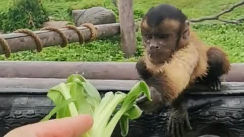 A little monkey who likes to eat vegetables