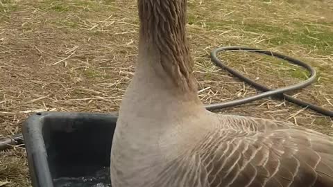 Dooby the Goose is SO Happy it's Finally Spring!