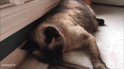 Siamese Kittens - VidKing777 Funny Cat Video 11