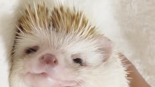 hedgehog is so sleepy on bed