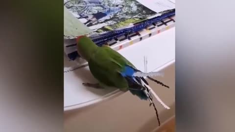 funny parrots