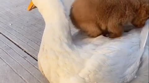 They are best friends! Goose & puppy