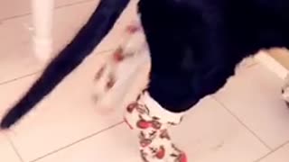Dog with poorly feet has to wear socks! Funny video!