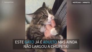 Gato fofo não consegue largar a 'chupeta'