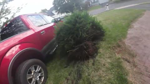 Pulling Shrubs with a truck