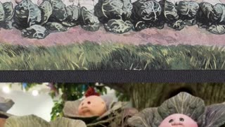 Origin of the cabbage babies