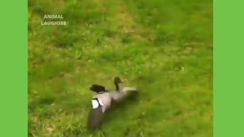 When Ducks Attack! Haha Watch Until The End..