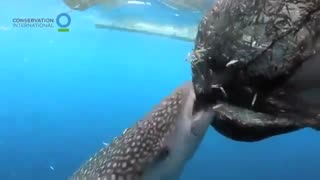 Whale Shark stealing food.