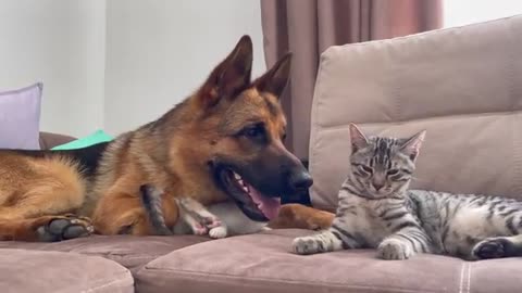 Funny German shepherd vs kittes