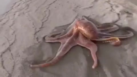 have you seen octopus walking on seashore?
