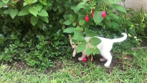 A White Kitten Playing!!