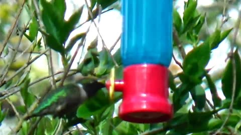 Hummingbird