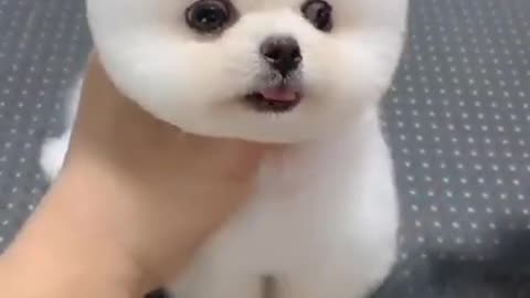Cute and funny pormanina dogs Videos 💞 #cute