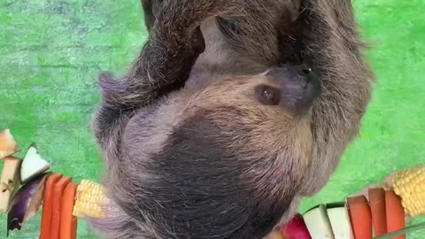 Sloths eat food