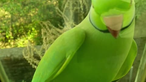 A Green Parrot Perched!!