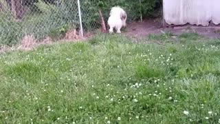 Husky puppy is so stubborn