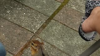 Chipmunk Joins in for Morning Coffee Time