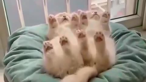 Cute catsleeping