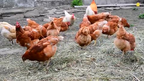 🚜 Farmyard Harmony: The Melodic Symphony of Farm Animals 🐄🐓🐖