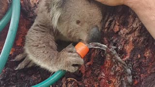 Cute Koala Quenches its Thirst