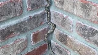 Snake Scales Up Brick Wall